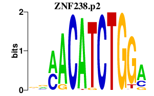 logo of ZNF238.p2