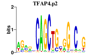 logo of TFAP4.p2